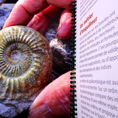 zoom sur ammonite