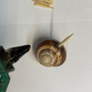 coquille avec deux pics en bois collés dessus et d'autres pics sont posés sur la table, on aperçoit un pistolet à colle