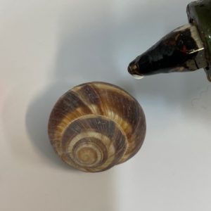 coquille d'escargot avec pistolet à colle