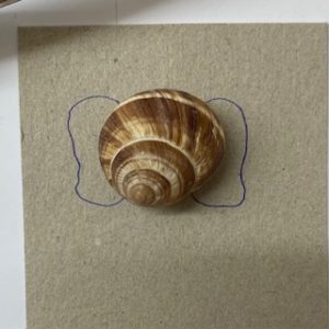 Coquille d'escargot avec des dessin d'oreilles