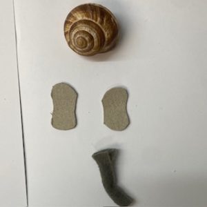 photo de la coquille d'escargot, des oreilles et de la trompe séparés