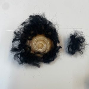 Coquille partiellement recouverte de laine