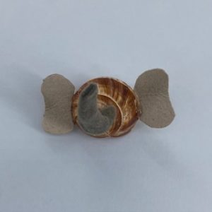Coquille d'escargot transformée en éléphant avec une trompe et des oreilles