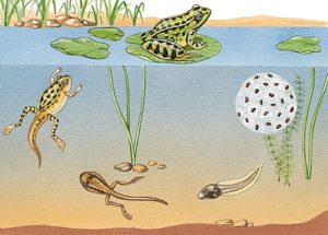 Illustration montrant la larve évoluer en tétard puis en grenouille, sous l'eau puis hors de l'eau.