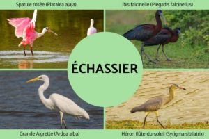 4 photos montrent un Ibis, Un spatulée rosée, une grande aigrette et un héron.