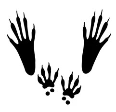 Empreinte d'écureuil contrastée en noir et blanc